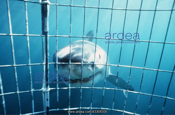 : Great White / White / White Pointer SHARK - facing : Great White / White / White Pointer SHARK - facing