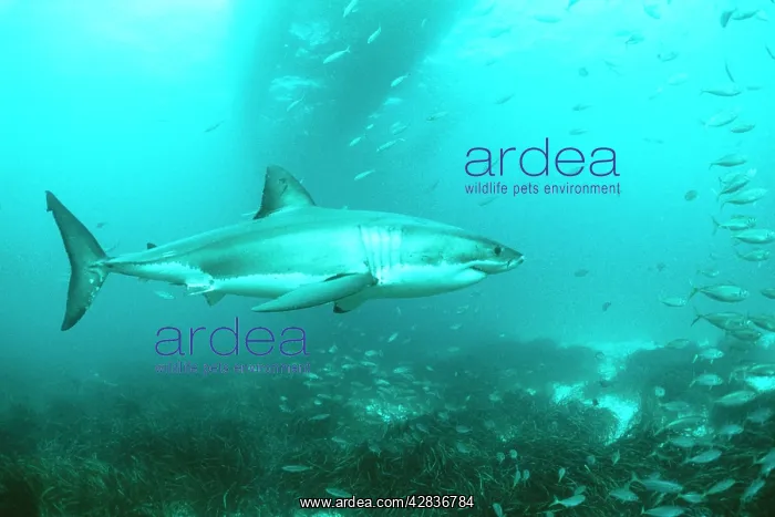: Great White / White / White Pointer SHARK - with other fish : Great White / White / White Pointer SHARK - with other fish