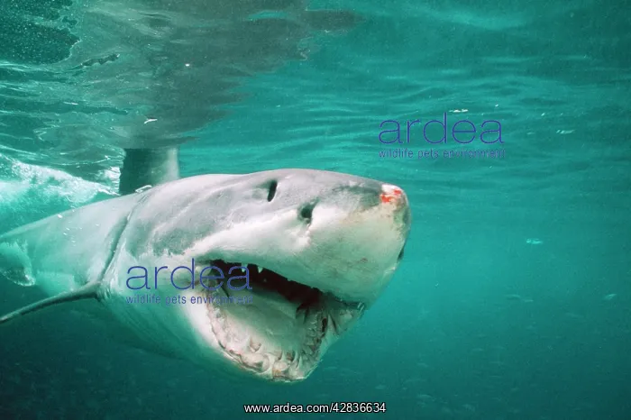 : Great White / White / White Pointer SHARK - front-view : Great White / White / White Pointer SHARK - front-view