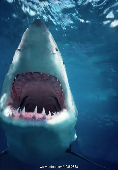 : Great White / White / White Pointer SHARK - head : Great White / White / White Pointer SHARK - head