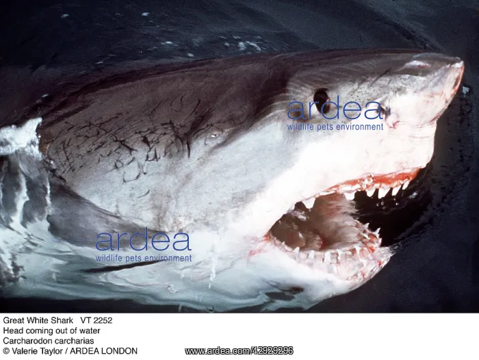 : Great White / White / White Pointer SHARK - Head : Great White / White / White Pointer SHARK - Head