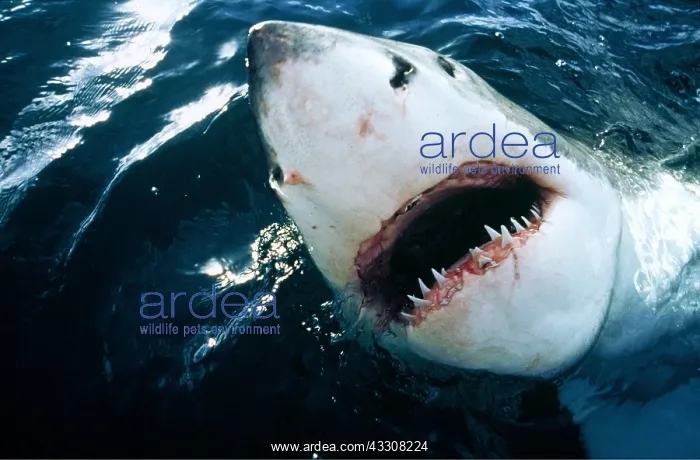: Great White / White / White Pointer SHARK - HEAD : Great White / White / White Pointer SHARK - HEAD