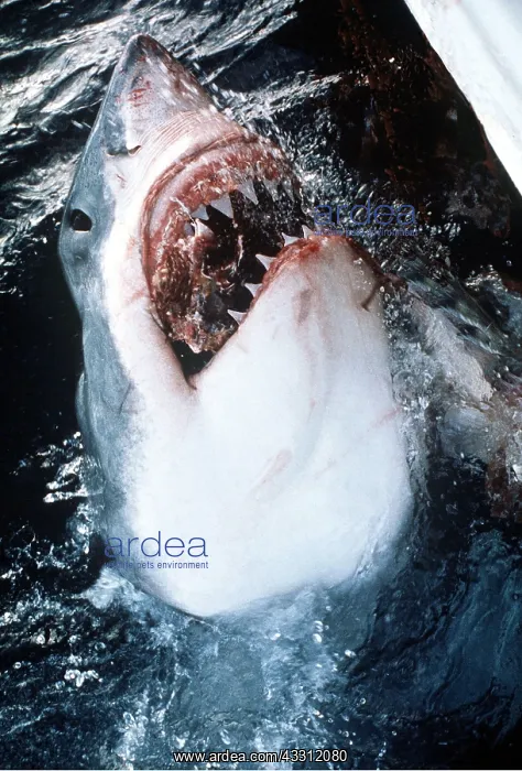 : Great White / White / White Pointer SHARK - head : Great White / White / White Pointer SHARK - head