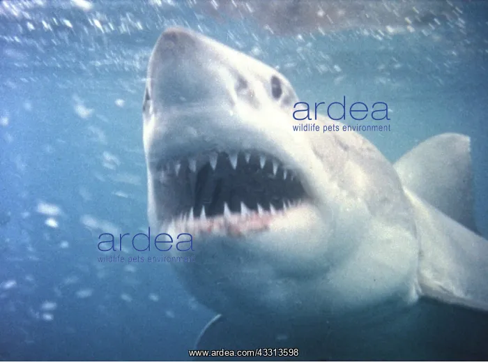 : Great White / White / White Pointer SHARK - Head and teeth : Great White / White / White Pointer SHARK - Head and teeth