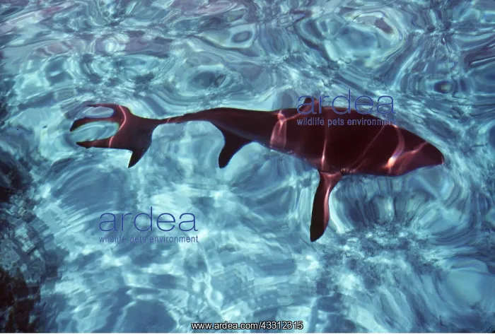 : Great White / White / White Pointer SHARK - Image : Great White / White / White Pointer SHARK - Image