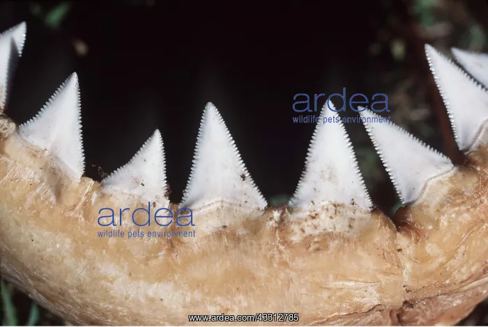 : Great White / White / White Pointer SHARK - jaw close up : Great White / White / White Pointer SHARK - jaw close up