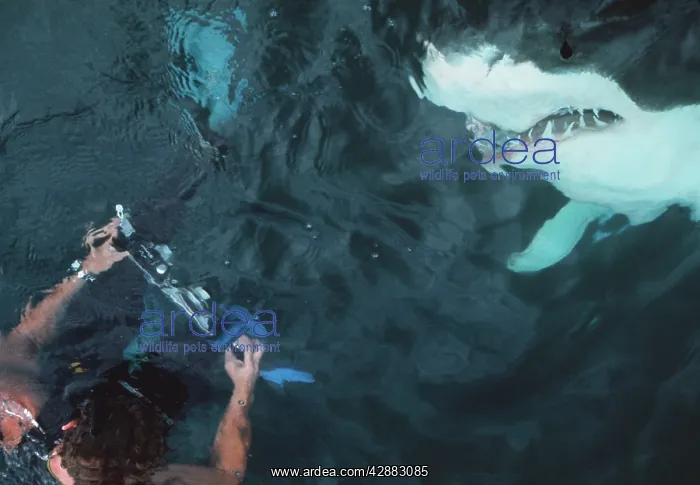 : Great White / White / White Pointer SHARK - just : Great White / White / White Pointer SHARK - just