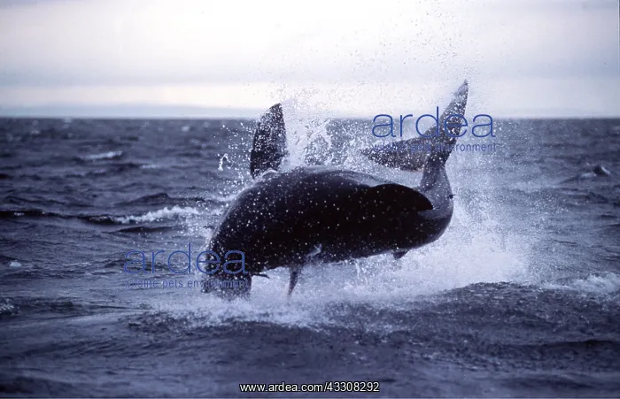 : Great White / White / White Pointer SHARK leaping : Great White / White / White Pointer SHARK leaping