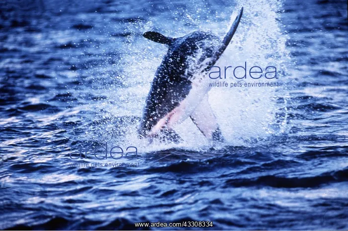 : Great White / White / White Pointer SHARK - Leaping : Great White / White / White Pointer SHARK - Leaping