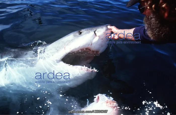 : Great White / White / White Pointer SHARK - Man : Great White / White / White Pointer SHARK - Man