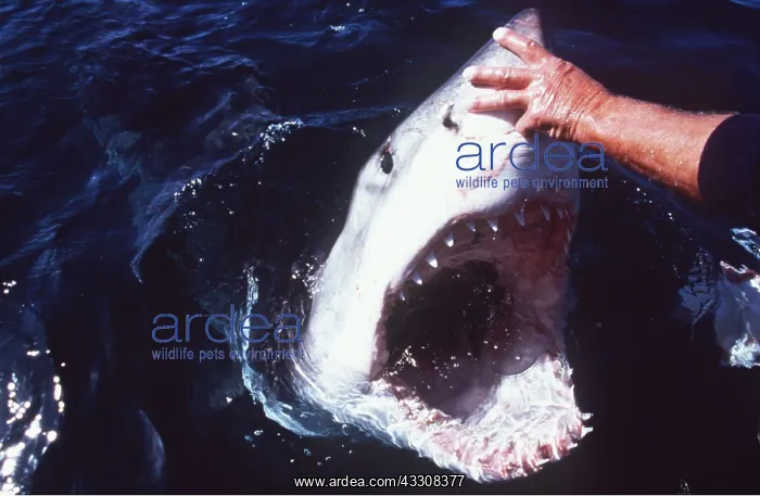 : Great White / White / White Pointer SHARK - man : Great White / White / White Pointer SHARK - man