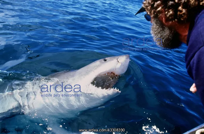 : Great White / White / White Pointer SHARK - & MAN : Great White / White / White Pointer SHARK - & MAN