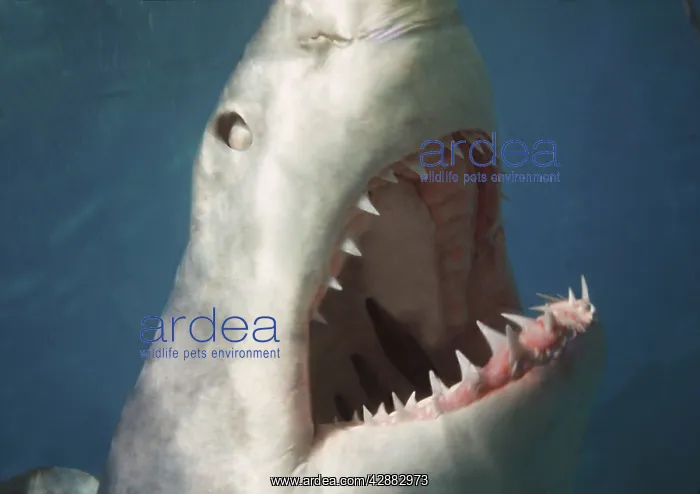 : Great White / White / White Pointer SHARK - mouth : Great White / White / White Pointer SHARK - mouth