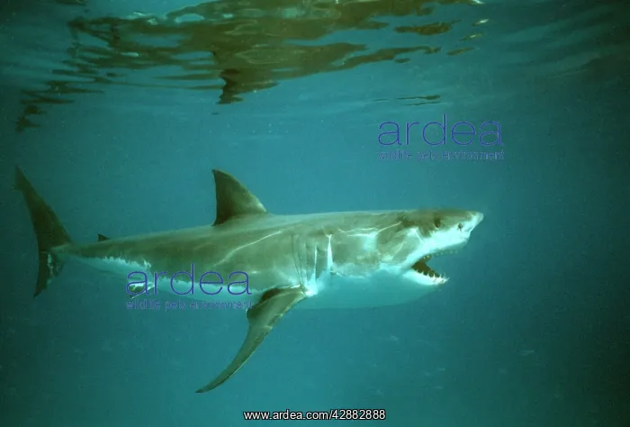 : Great White / White / White Pointer SHARK - mouth open : Great White / White / White Pointer SHARK - mouth open