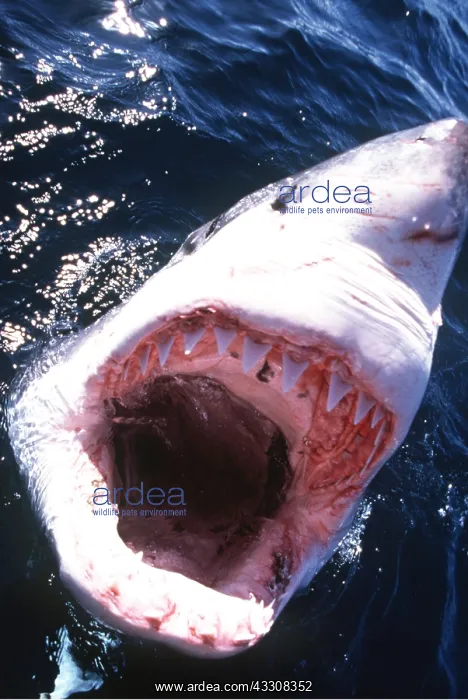 : Great White / White / White Pointer SHARK - MOUTH OPEN : Great White / White / White Pointer SHARK - MOUTH OPEN