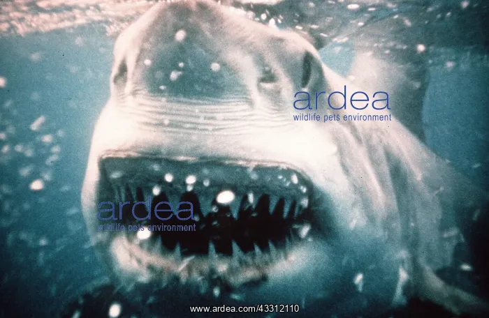 : Great White / White / White Pointer SHARK - MOUTH OPEN : Great White / White / White Pointer SHARK - MOUTH OPEN