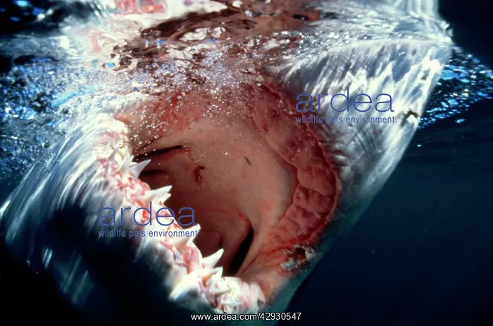 : Great White / White / White Pointer SHARK - Mouth U / W : Great White / White / White Pointer SHARK - Mouth U / W