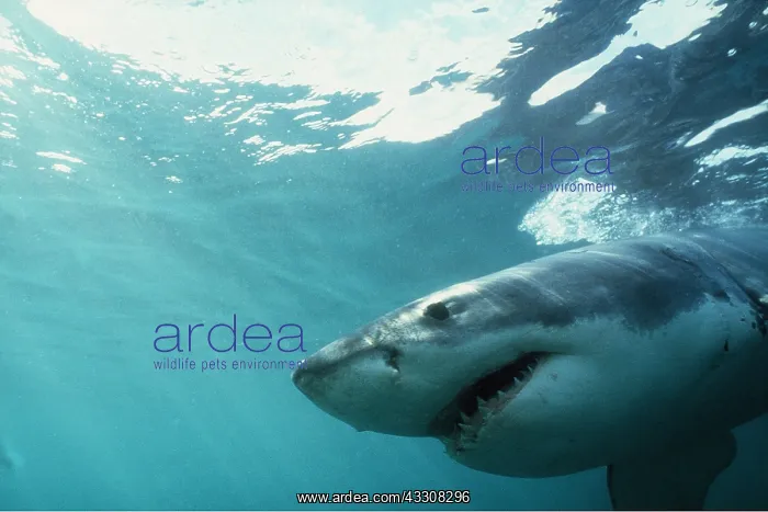 : Great White / White / White Pointer SHARK - near : Great White / White / White Pointer SHARK - near