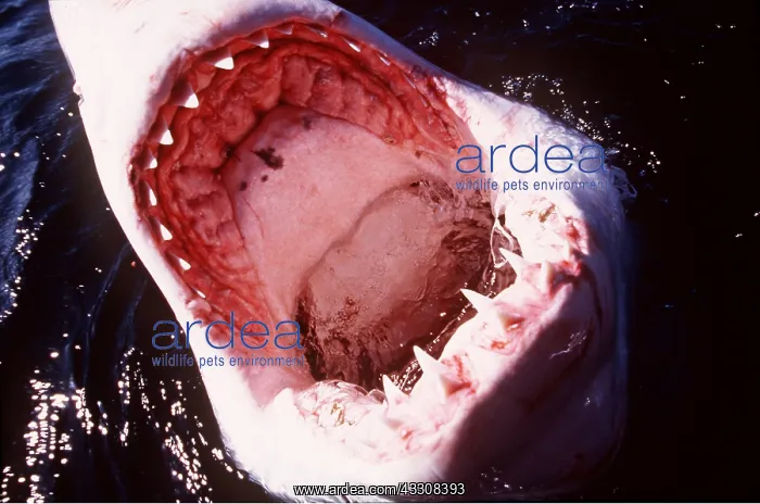 : Great White / White / White Pointer SHARK - Open : Great White / White / White Pointer SHARK - Open