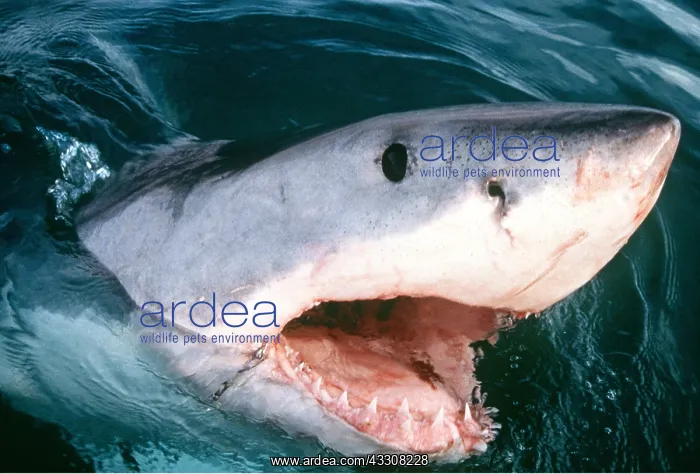 : Great White / White / White Pointer SHARK - with open mouth : Great White / White / White Pointer SHARK - with open mouth