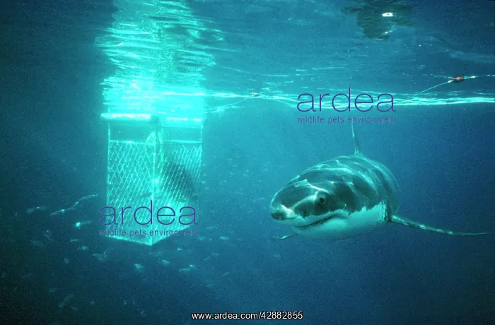 : Great White / White / White Pointer SHARK - passes : Great White / White / White Pointer SHARK - passes