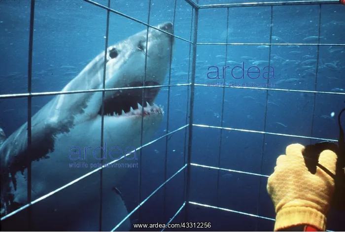 : Great White / White / White Pointer SHARK - Photographer : Great White / White / White Pointer SHARK - Photographer