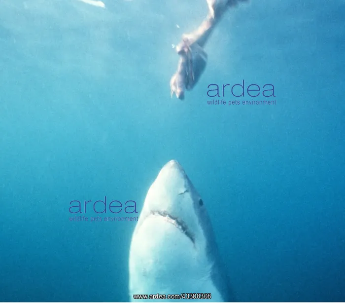 : Great White / White / White Pointer SHARK - rising for bait : Great White / White / White Pointer SHARK - rising for bait