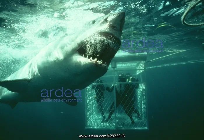 : Great White / White / White Pointer SHARK - & scuba : Great White / White / White Pointer SHARK - & scuba