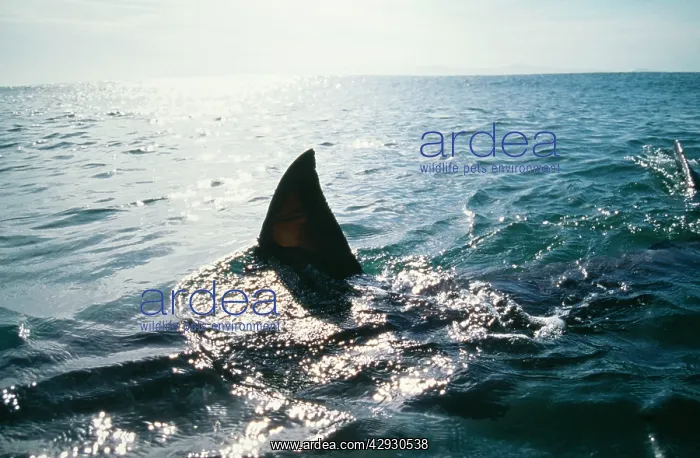 : Great White / White / White Pointer SHARK - Silhouette : Great White / White / White Pointer SHARK - Silhouette