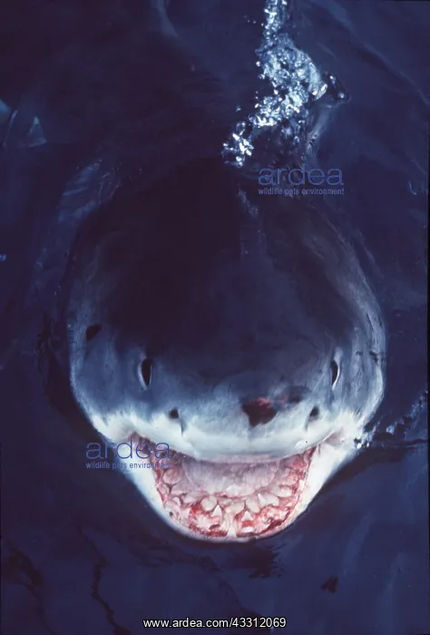 : Great White / White / White Pointer SHARK - Smile of death : Great White / White / White Pointer SHARK - Smile of death