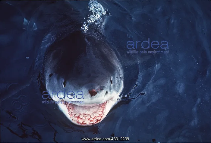 : Great White / White / White Pointer SHARK - SMILE OF DEATH : Great White / White / White Pointer SHARK - SMILE OF DEATH