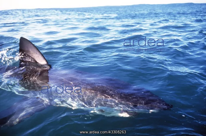 : Great White / White / White Pointer SHARK - ON SURFACE : Great White / White / White Pointer SHARK - ON SURFACE