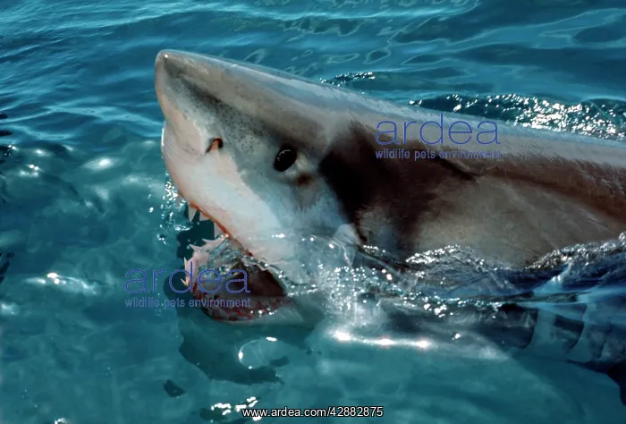 : Great White / White / White Pointer SHARK - surfacing : Great White / White / White Pointer SHARK - surfacing