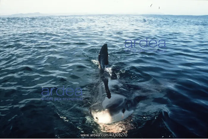 : Great White / White / White Pointer SHARK - Surfacing : Great White / White / White Pointer SHARK - Surfacing