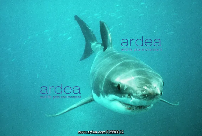 : Great White / White / White Pointer SHARK - swimming : Great White / White / White Pointer SHARK - swimming