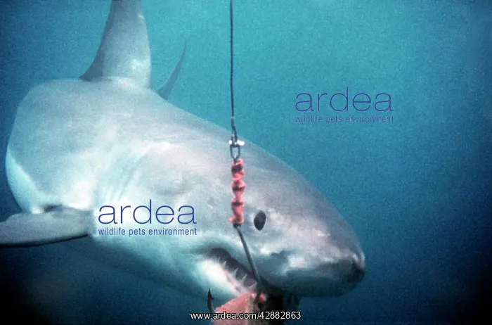 : Great White / White / White Pointer SHARK - takes : Great White / White / White Pointer SHARK - takes