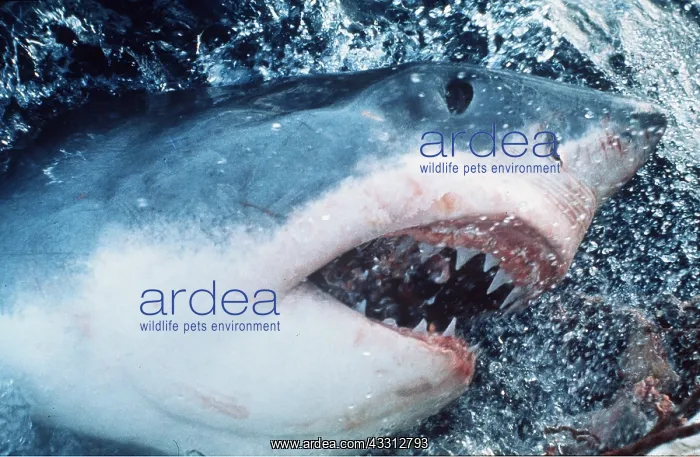 : Great White / White / White Pointer SHARK-TAKES BAIT : Great White / White / White Pointer SHARK-TAKES BAIT