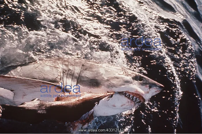 : Great White / White / White Pointer SHARK - taking : Great White / White / White Pointer SHARK - taking
