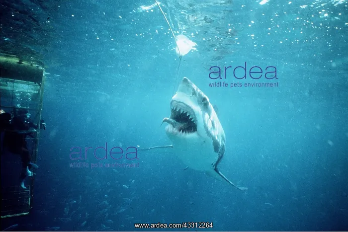 : Great White / White / White Pointer SHARK - taking : Great White / White / White Pointer SHARK - taking