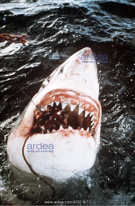 : Great White / White / White Pointer SHARK - taking bait : Great White / White / White Pointer SHARK - taking bait