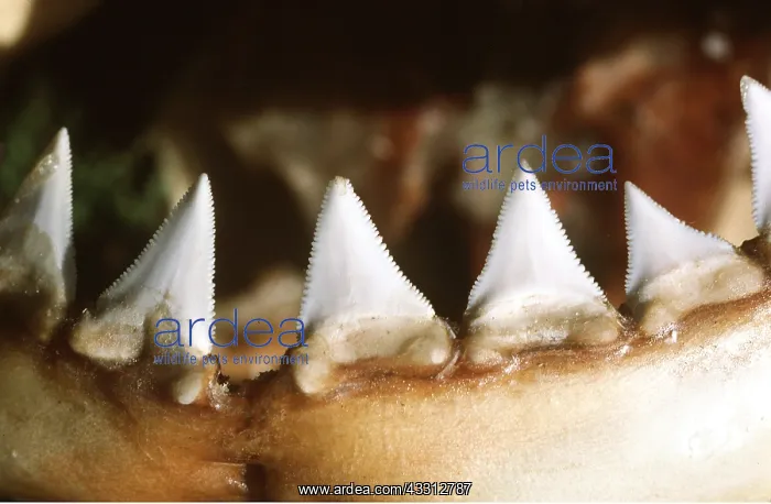 : Great White / White / White Pointer SHARK - TEETH : Great White / White / White Pointer SHARK - TEETH