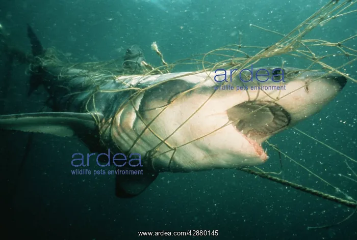 : Great White / White / White Pointer SHARK - trapped : Great White / White / White Pointer SHARK - trapped