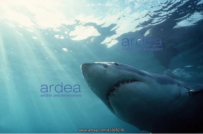 : Great White / White / White Pointer SHARK - underside : Great White / White / White Pointer SHARK - underside