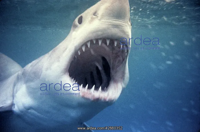 : Great White / White / White Pointer SHARK - underwater : Great White / White / White Pointer SHARK - underwater