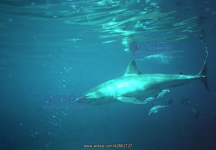 : Great White / White / White Pointer SHARK - underwater : Great White / White / White Pointer SHARK - underwater