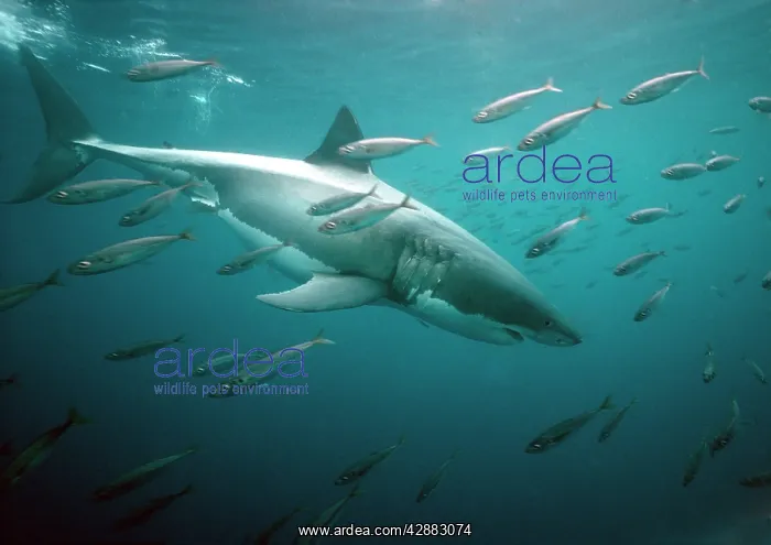 : Great White / White / White Pointer SHARK - underwater : Great White / White / White Pointer SHARK - underwater