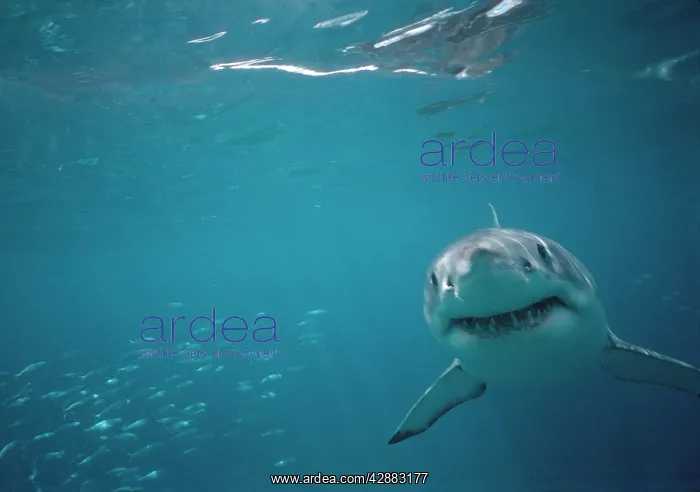 : Great White / White / White Pointer SHARK - underwater : Great White / White / White Pointer SHARK - underwater