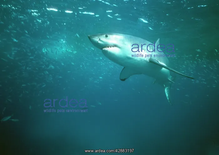 : Great White / White / White Pointer SHARK - underwater : Great White / White / White Pointer SHARK - underwater