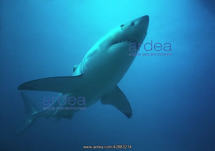 : Great White / White / White Pointer SHARK - underwater : Great White / White / White Pointer SHARK - underwater