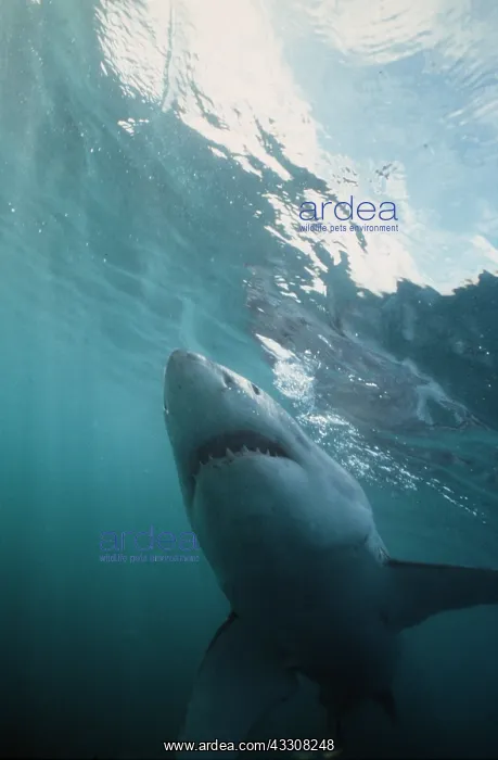: Great White / White / White Pointer SHARK - UNDERWATER : Great White / White / White Pointer SHARK - UNDERWATER